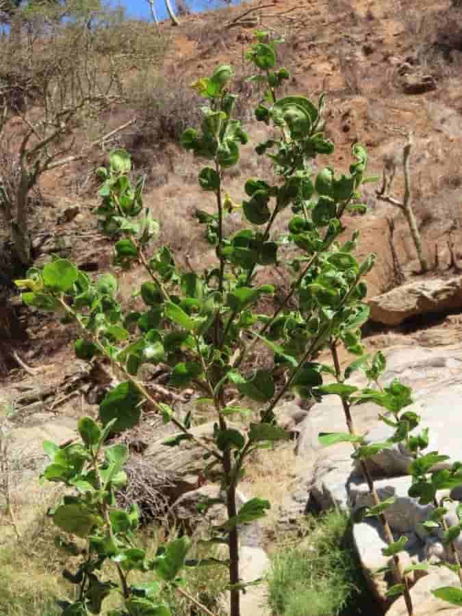 Abyssinian-gooseberry