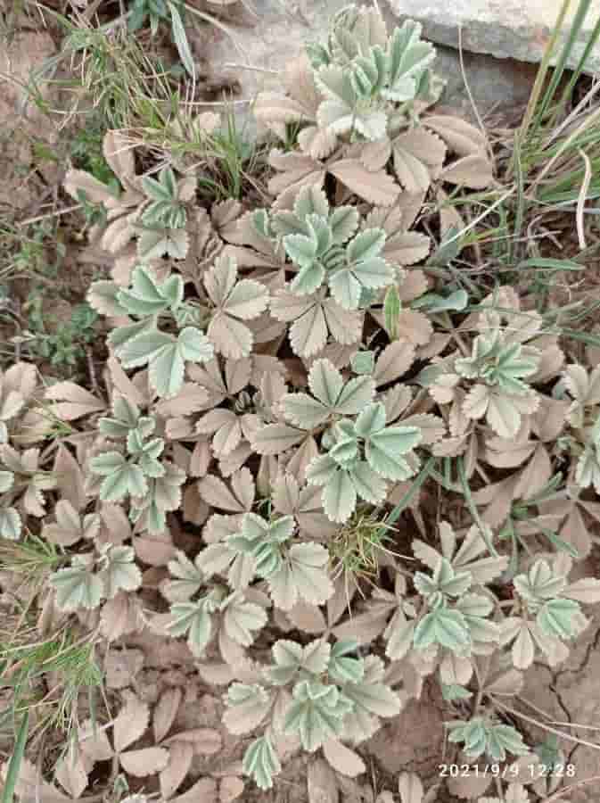 Abbotswood potentilla