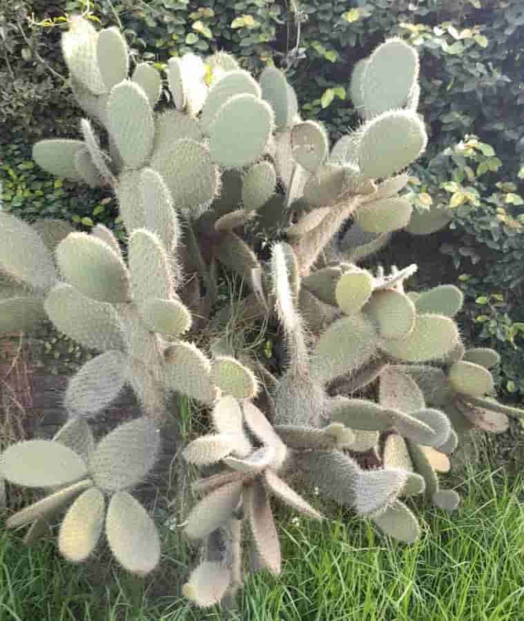 Aaron's-beard prickly-pear